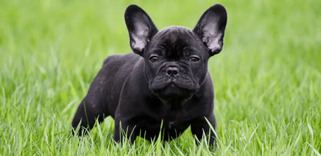 Black french bulldog puppy