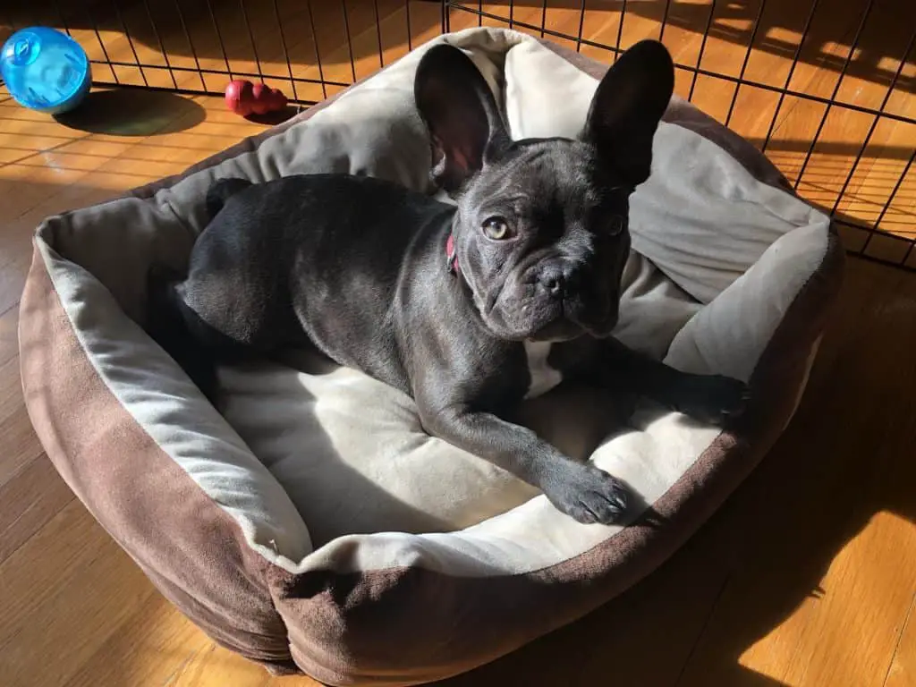 French bulldog laying in bed