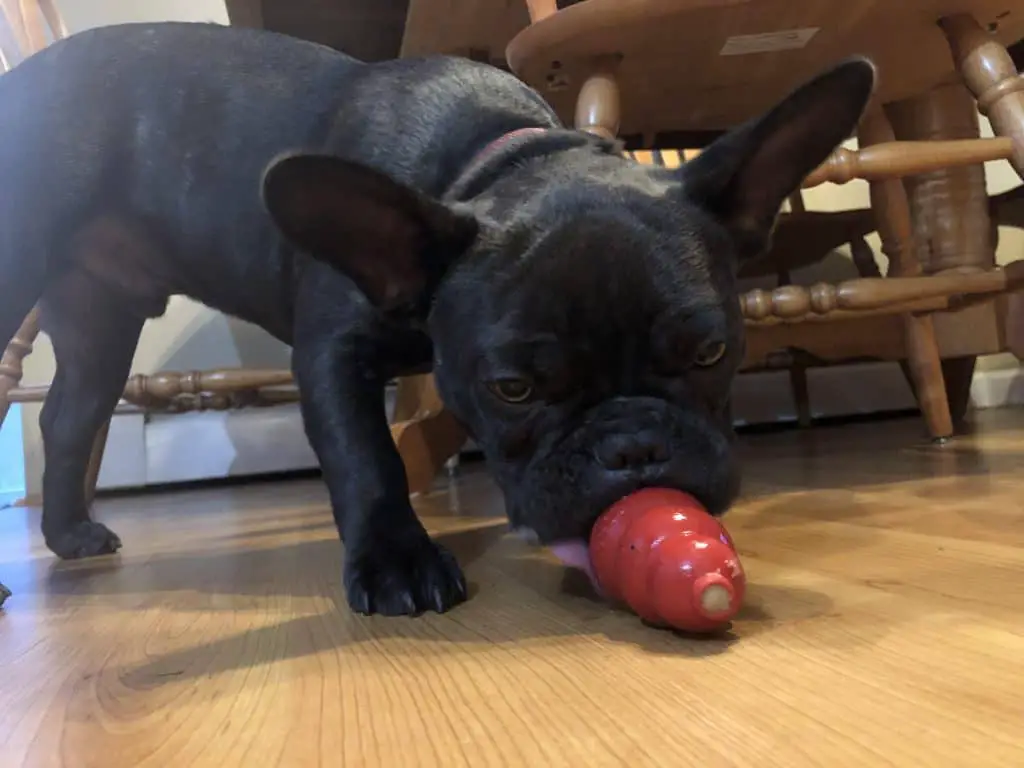 Frenchie With a Stuffed Kong