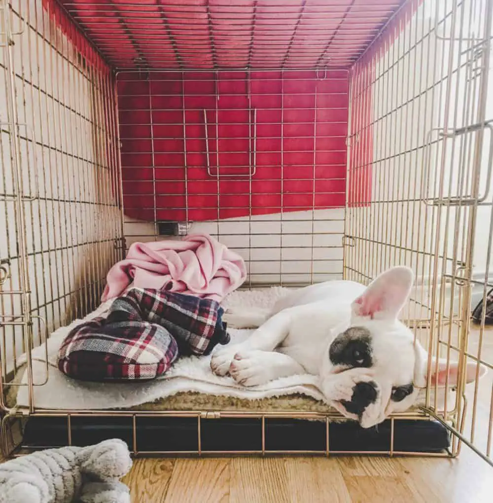 french bulldog in a crate
