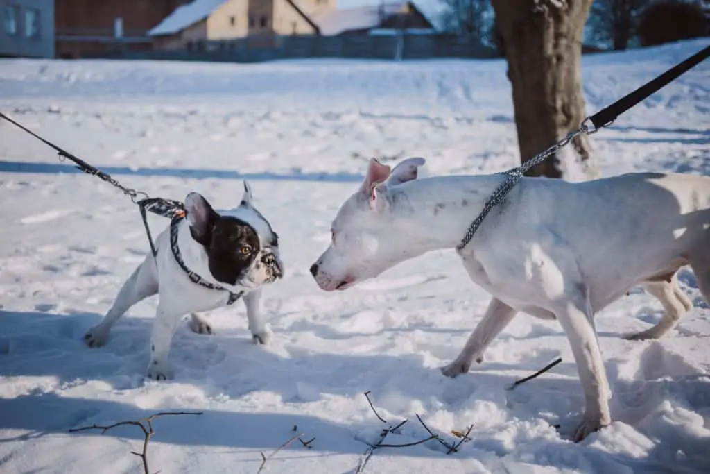 french bulldog playing in the snow