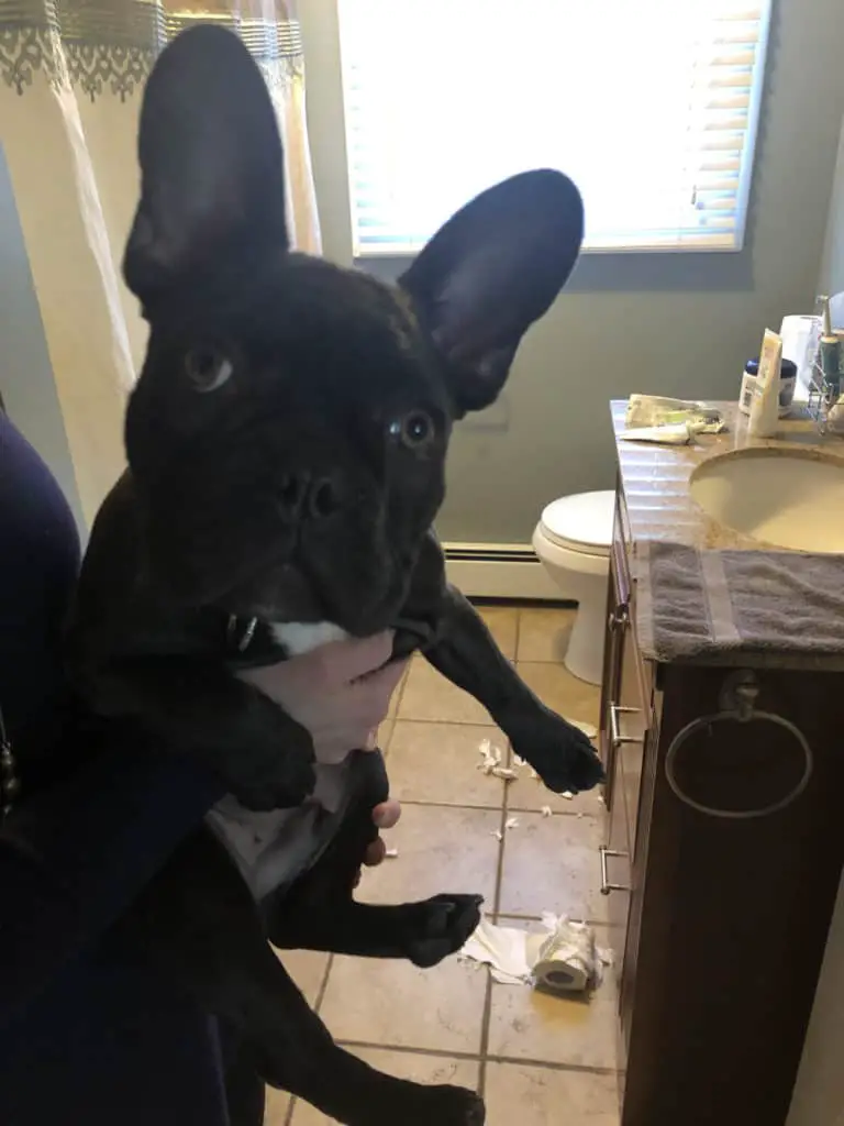 French Bulldog in trouble