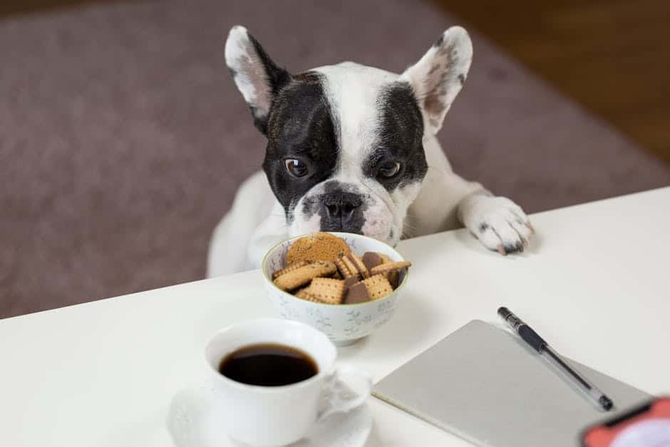 best dog food container