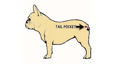 illustration of a French Bulldog tail