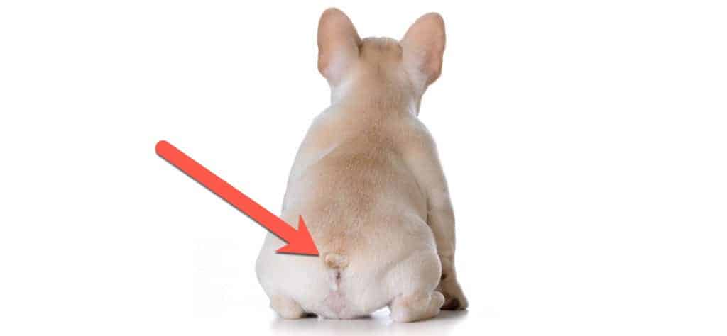 French Bulldog Tail Pocket