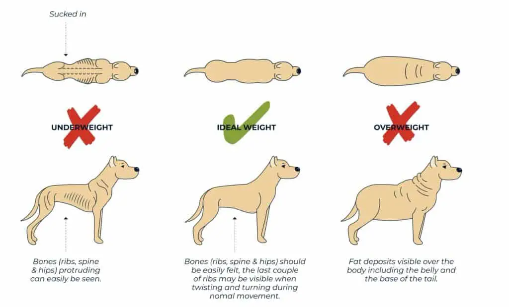 dog ideal weight chart guide