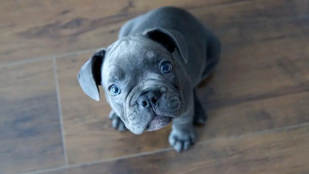 blue french bulldog puppy