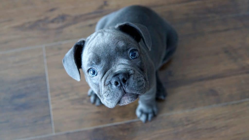 blue french bulldog puppy