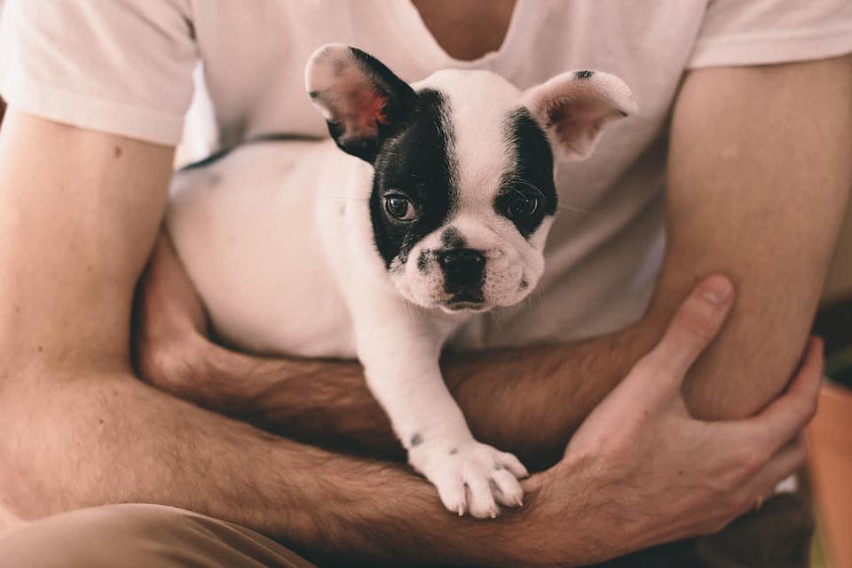 French bulldog in a mans arms