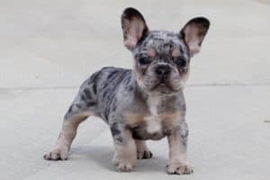 Merle French Bulldog