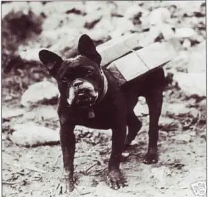 World War 1 French Bulldog