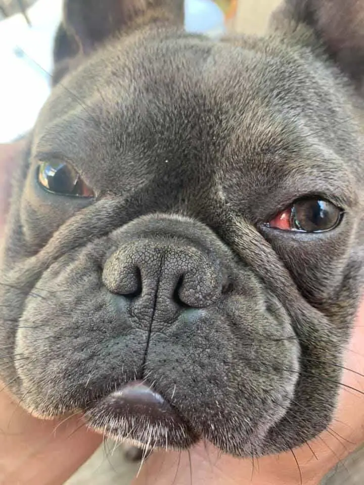 poor french bulldog with cherry eye