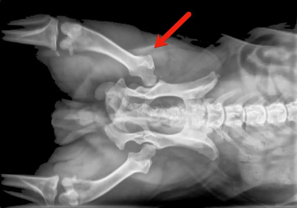 French Bulldog Hip Dysplasia