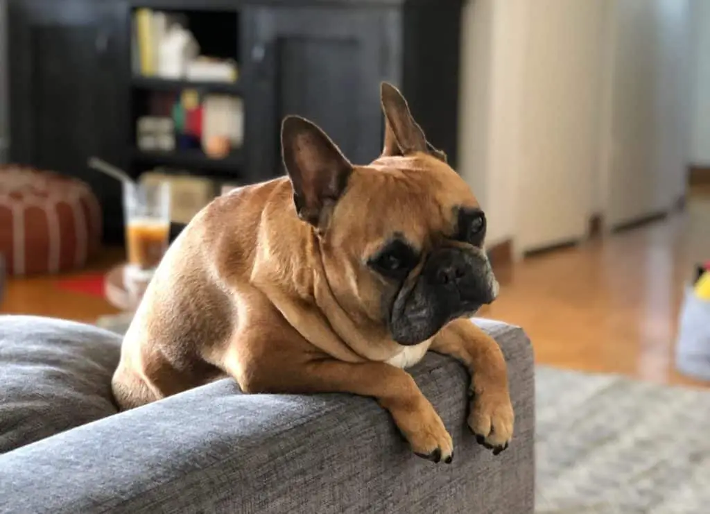 Frenchie on arm of chair