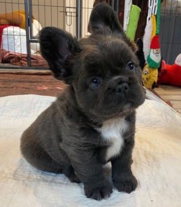 long hair french bulldog puppy