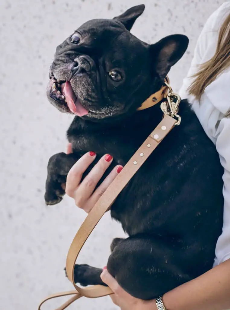 french bulldog being carried