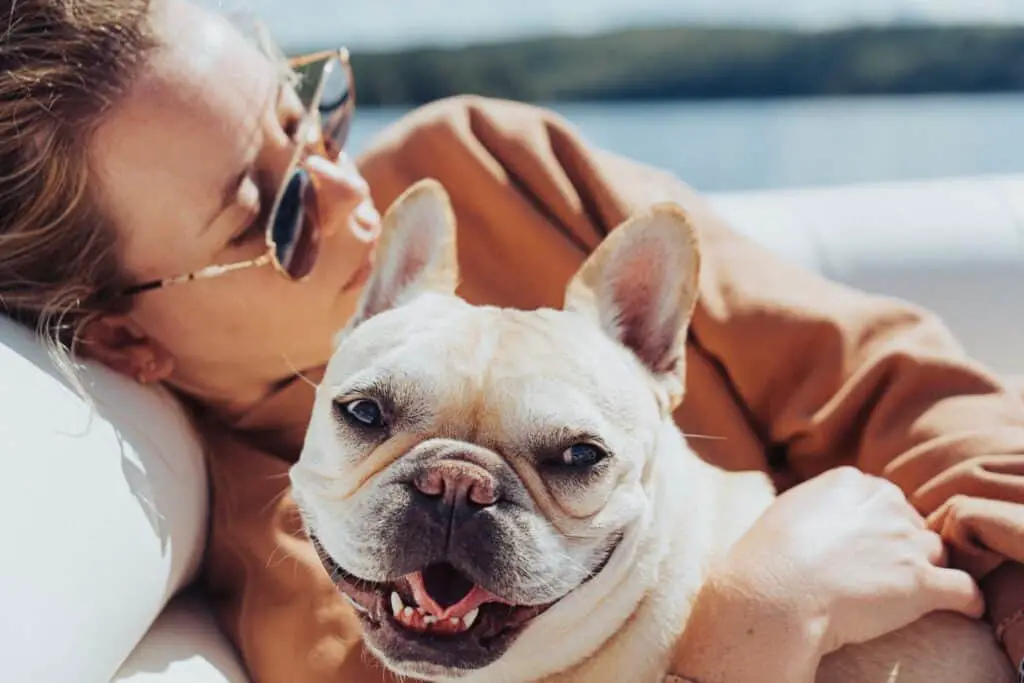 french bulldog laying in owner's arms