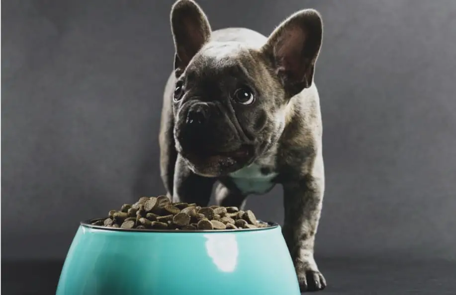 French Bulldog about to eat