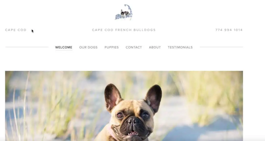 cape cod frenchies website