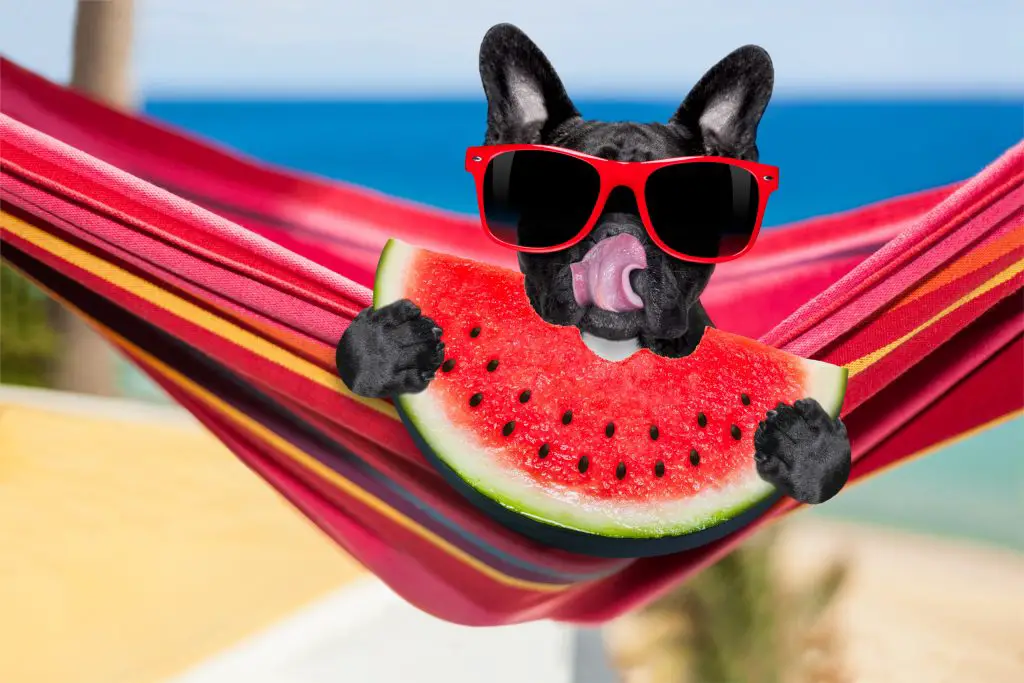 frenchie eating watermelon