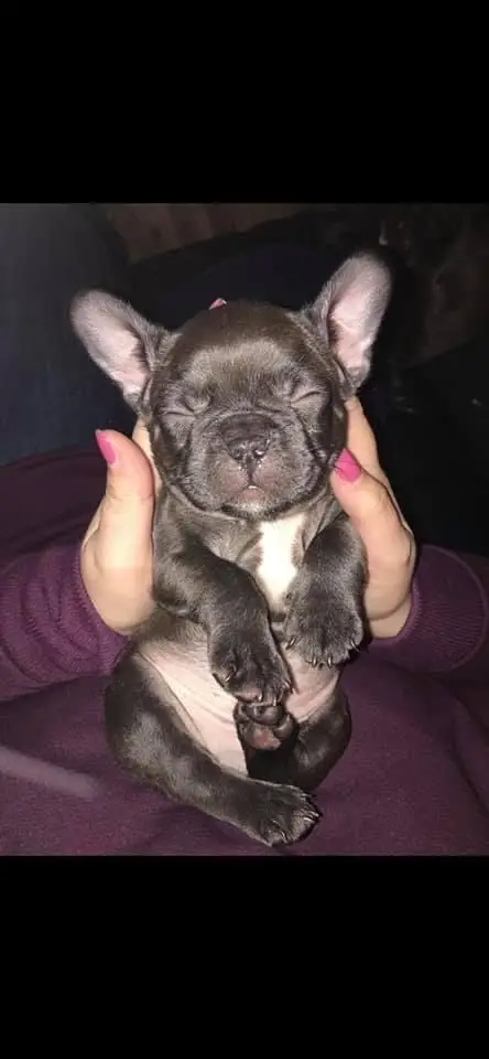french bulldog puppy with ears up