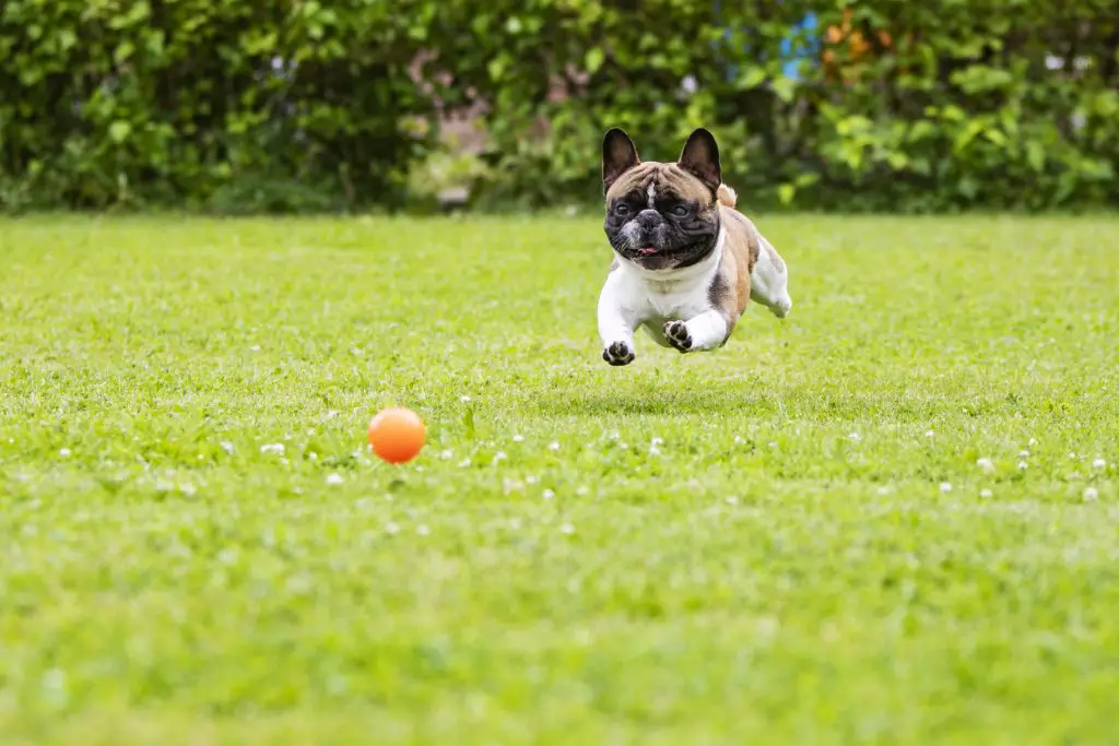 French bulldog chasing ball