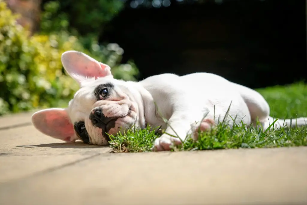 french bulldog laying in grass