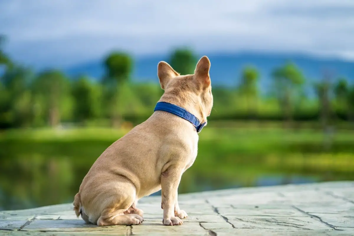 Are French Bulldogs Able To Wag Their Smaller Tails