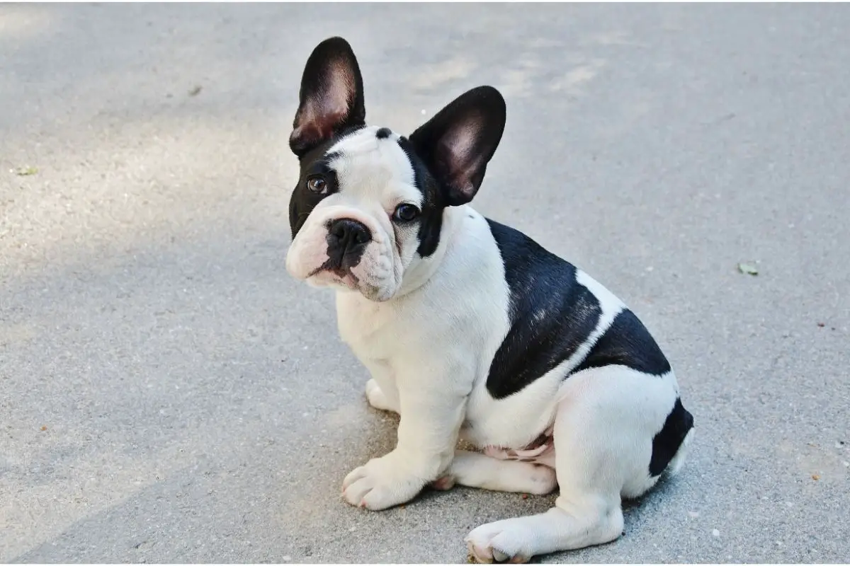 Do French Bulldogs Suffer From Health Issues Because Of Their Tails