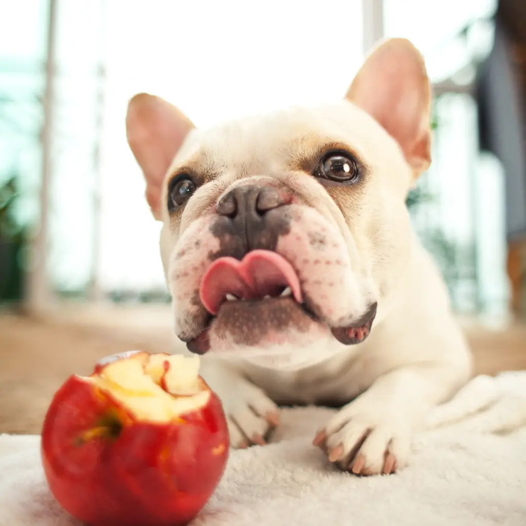 french bulldog eating an apple