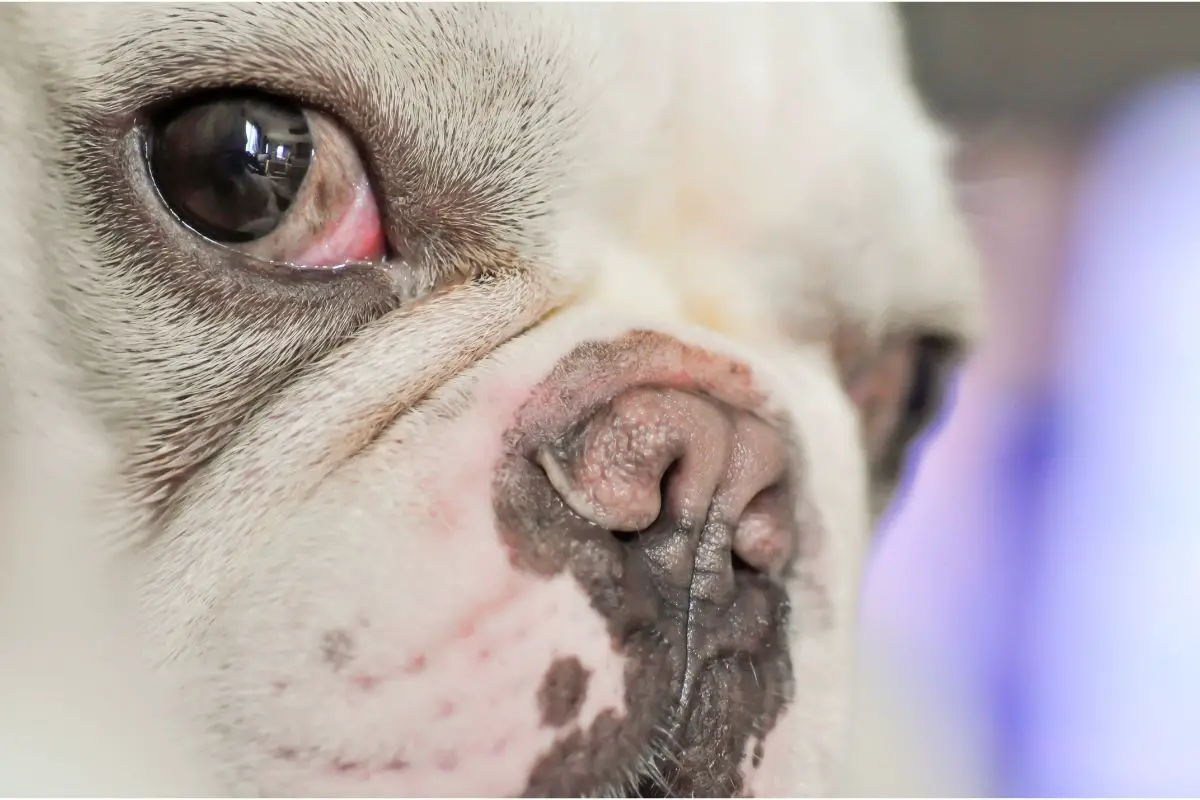 How To Recognize, Treat And Manage French Bulldog Eye Problems