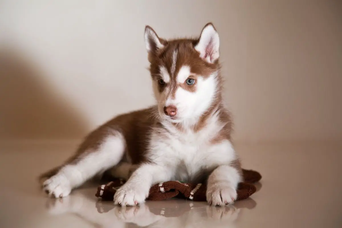 Husky French Bulldog Mix: Crossing Sled Racers With Lap Dogs