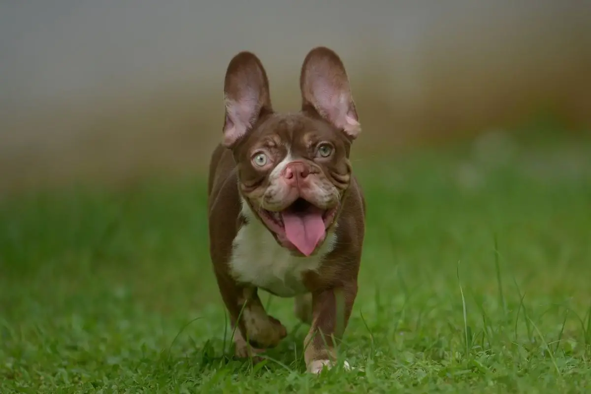 Husky French Bulldog Mix: Crossing Sled Racers With Lap Dogs