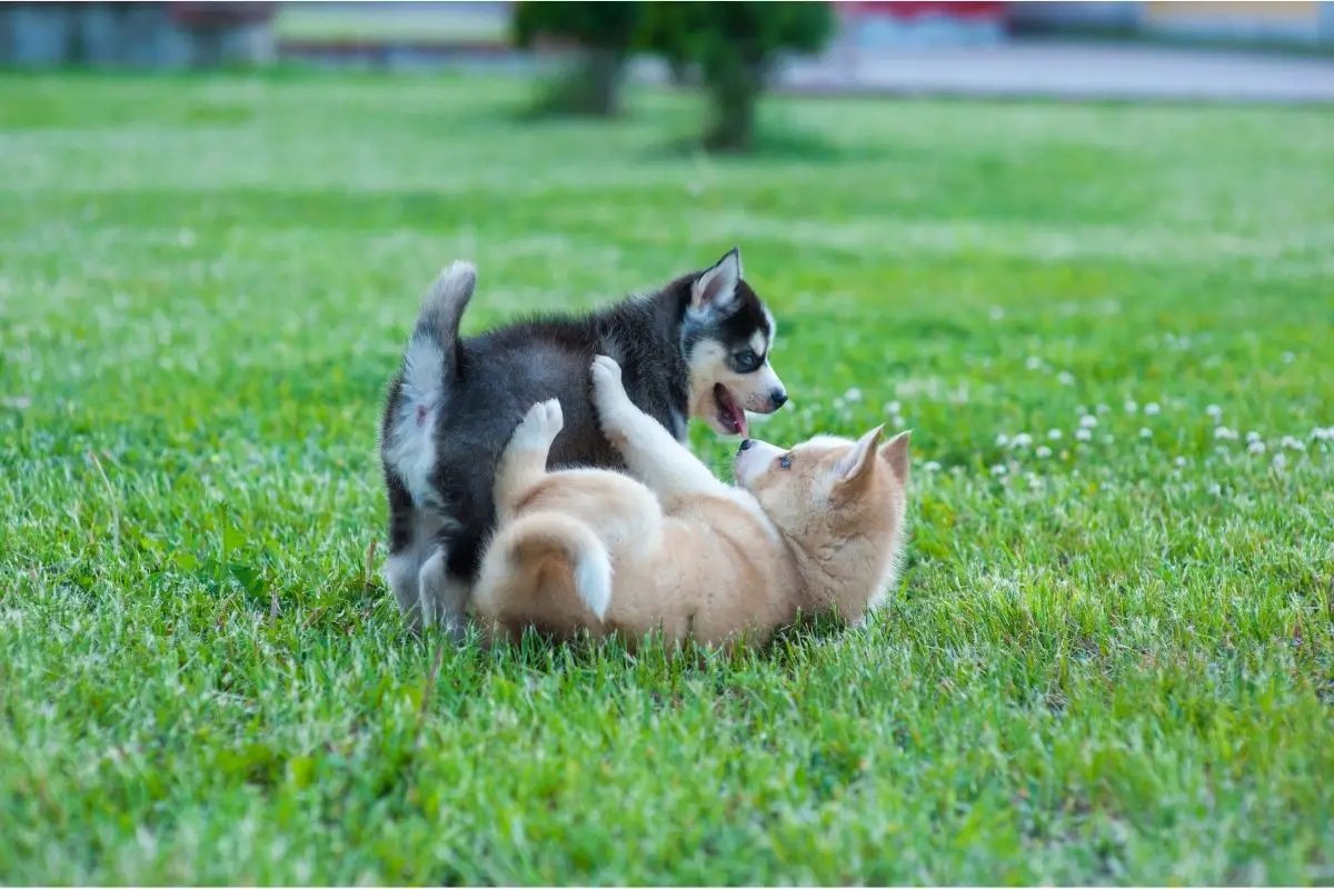 Husky French Bulldog Mix: Crossing Sled Racers With Lap Dogs