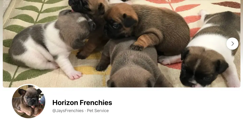 horizon frenchies Illinois french bulldog breeder