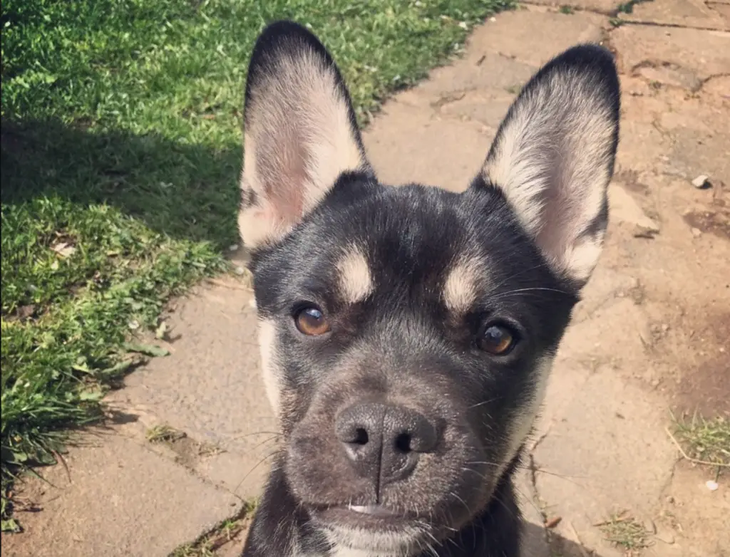 husky french bulldog mix