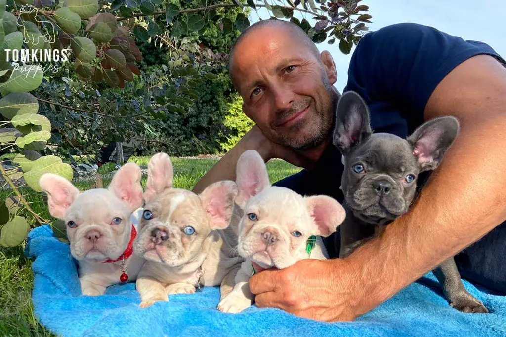 Tom with Frenchie Puppies