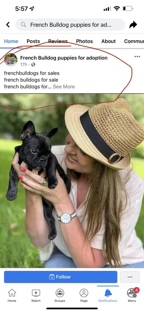french bulldog puppy scam on Facebook