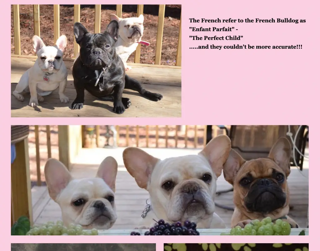 Enfant Parfait French Bulldogs