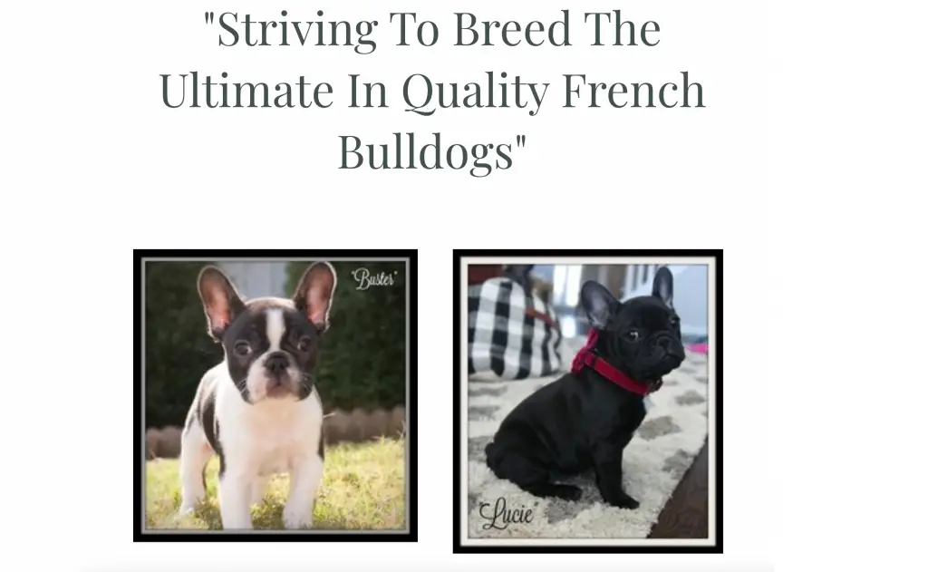 Flawless Frenchies Breeders Georgia