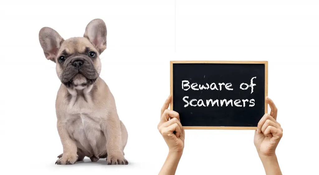 French Bulldog Scams