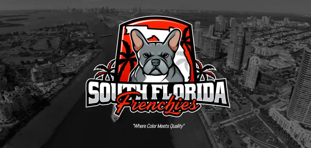 South Florida Frenchies