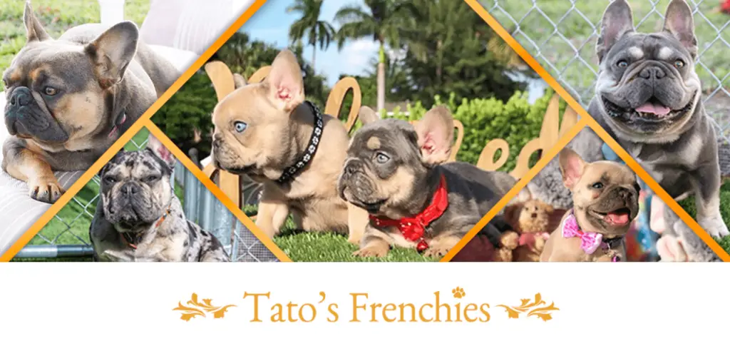 Tato's Frenchies - Florida