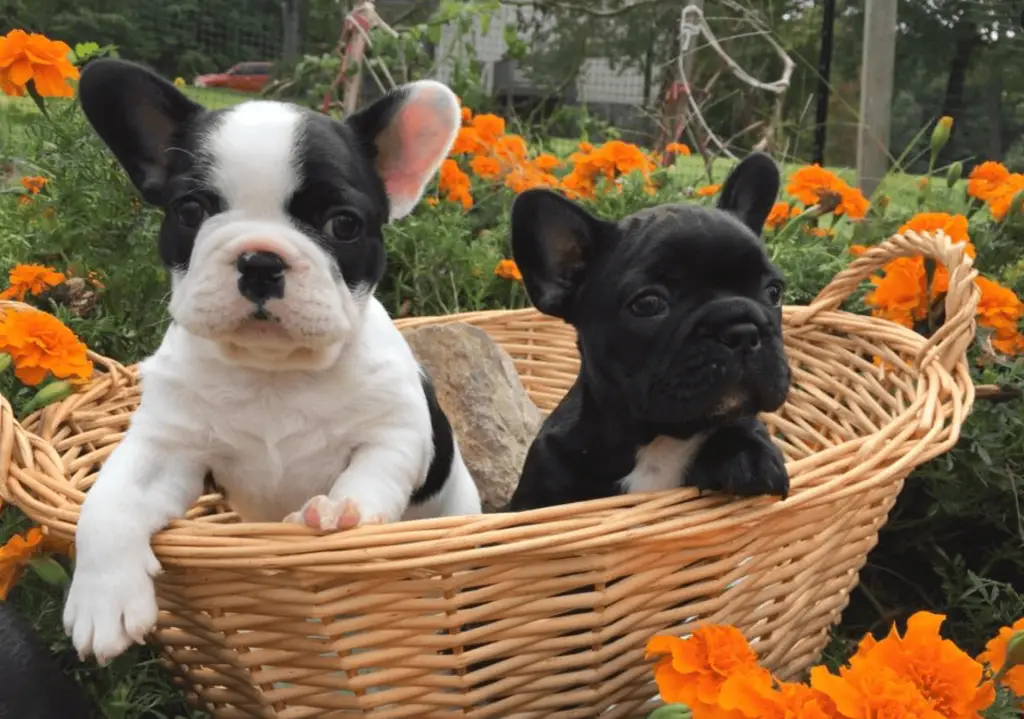 Smith Mountain Lake French Bulldogs