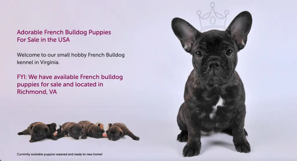 The French Bulldog Virginia