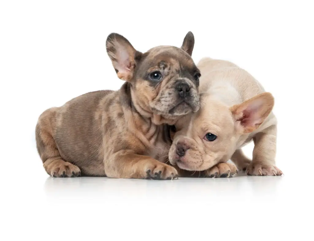 best french bulldog breeders Virginia