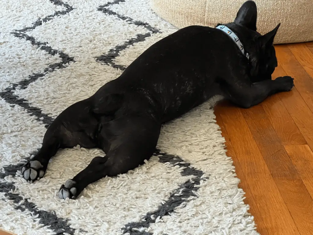 French Bulldog Splooting