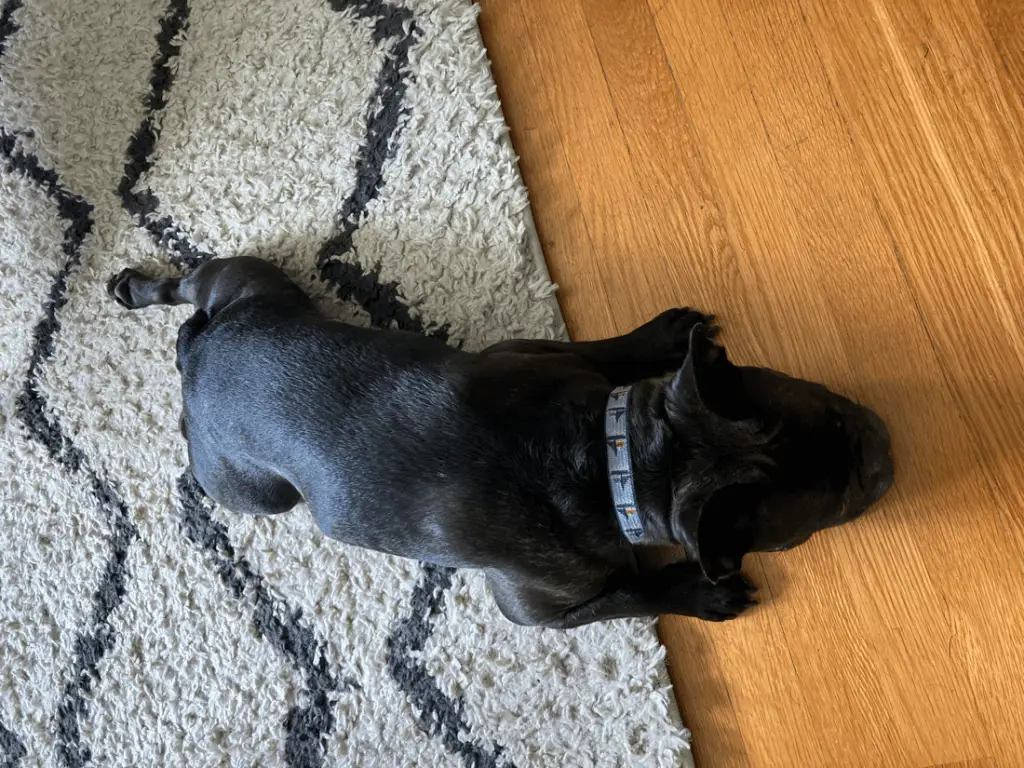 French Bulldog Half Sploot