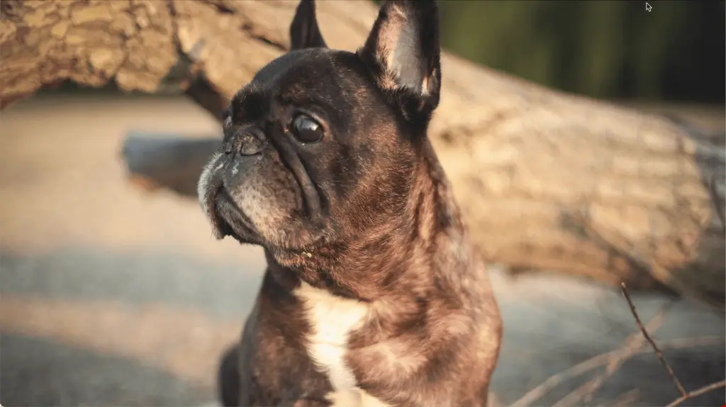 French Bulldog with runny nose