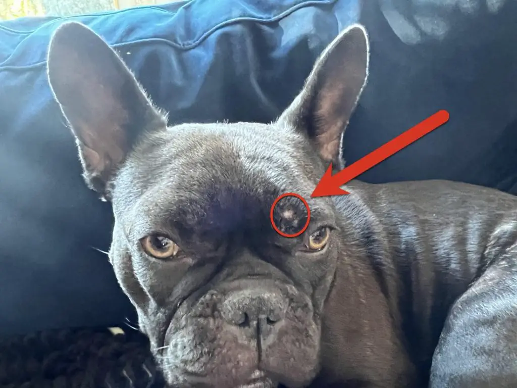 French Bulldog with dog folliculitis